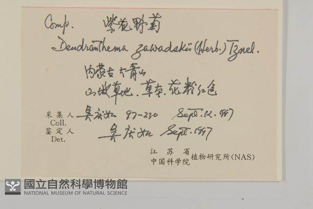 紫花野菊藏品圖，第2張