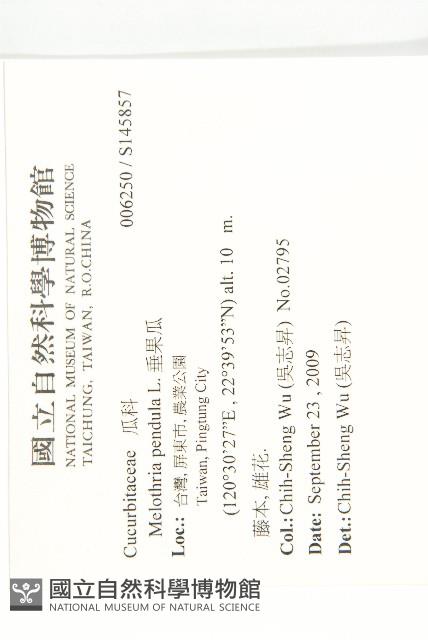 垂果瓜藏品圖，第2張