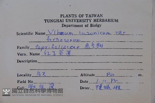 紅子莢迷藏品圖，第2張