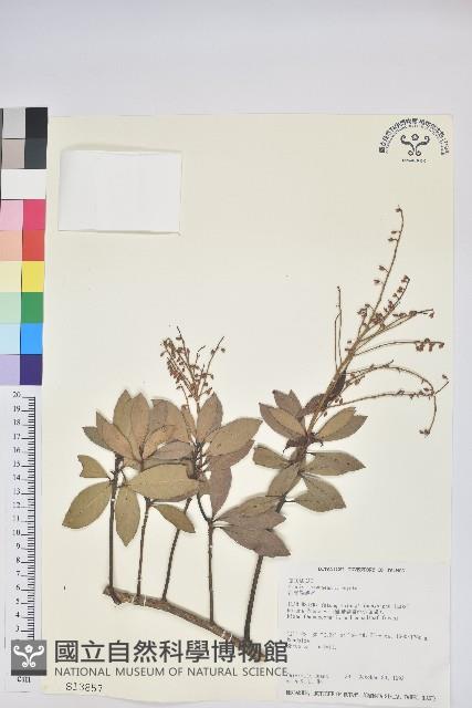 臺灣馬醉木藏品圖，第1張