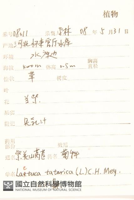 紫花山萵苣藏品圖，第2張