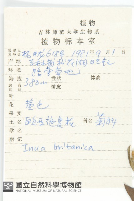 歐亞旋覆花藏品圖，第2張