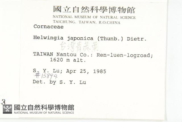 青莢葉藏品圖，第2張