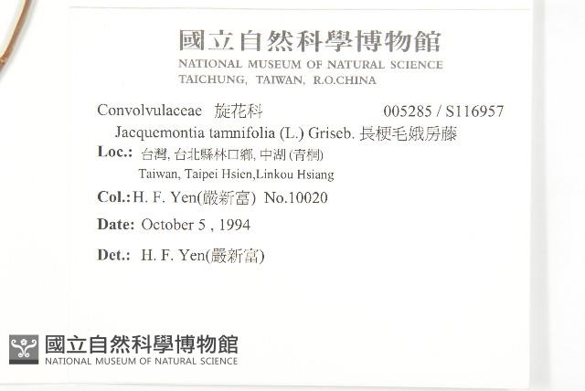 長梗毛娥房藤藏品圖，第2張