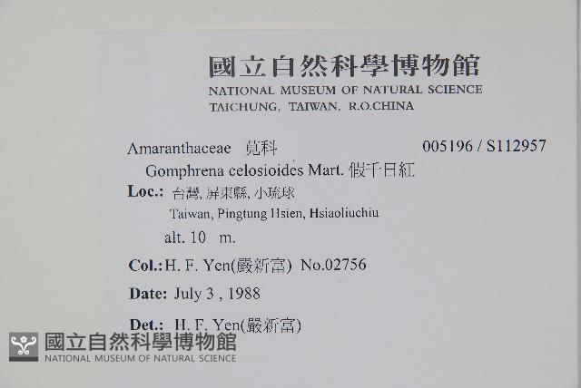 假千日紅藏品圖，第2張