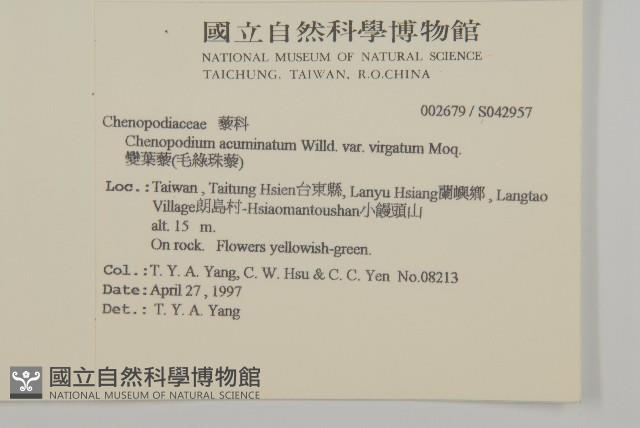 變葉藜、毛綠珠藜藏品圖，第2張