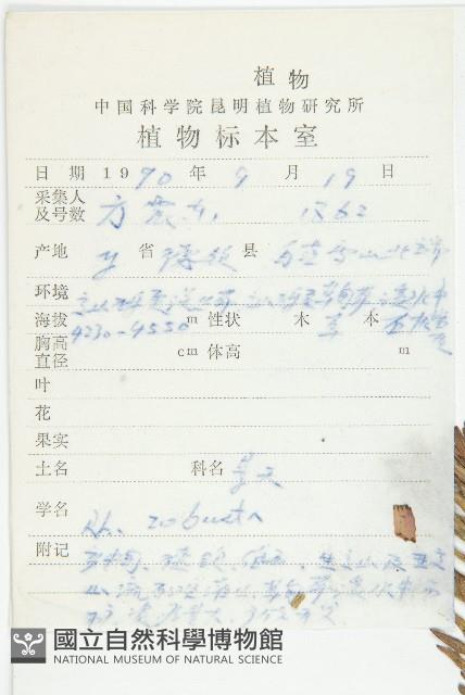 壯健紅景天藏品圖，第2張