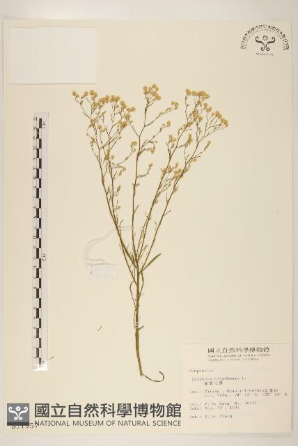 加拿大蓬藏品圖，第1張