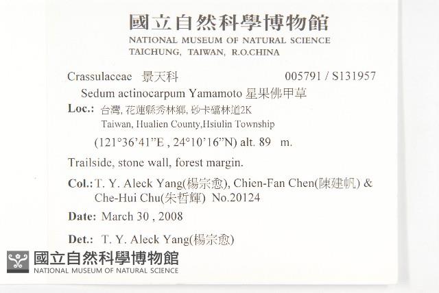 星果佛甲草藏品圖，第2張