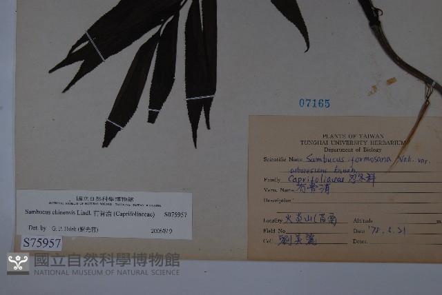 冇骨消藏品圖，第2張
