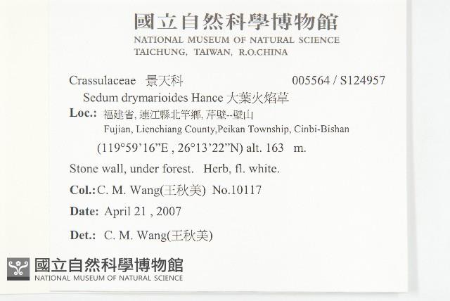 大葉火焰草藏品圖，第2張