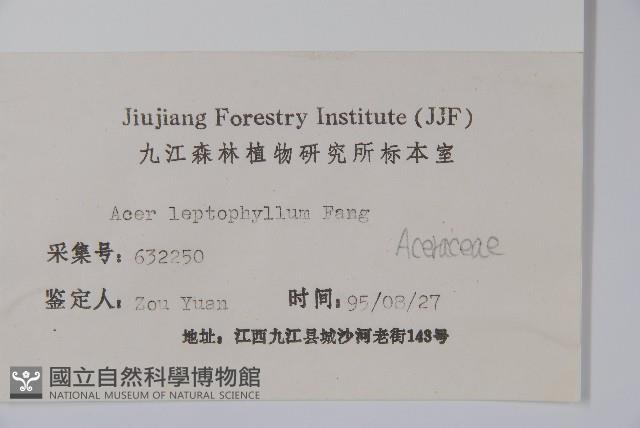 細葉槭藏品圖，第2張