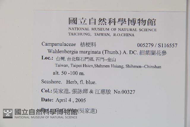 細葉蘭花參藏品圖，第2張