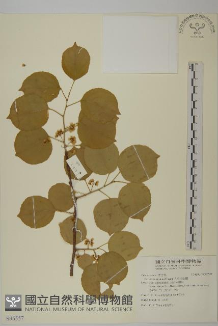 大葉南蛇藤藏品圖，第1張