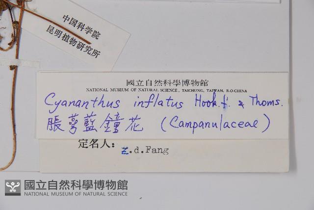 脹萼藍鐘花藏品圖，第2張