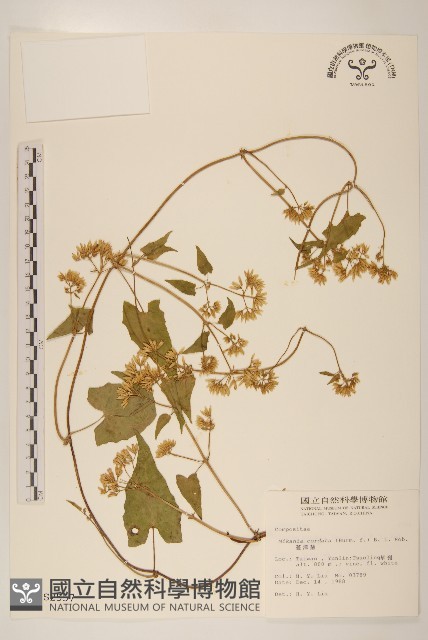 蔓澤蘭藏品圖，第1張