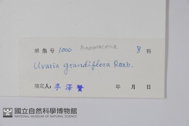 山椒子藏品圖，第2張