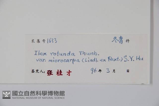 細果鐵冬青藏品圖，第2張