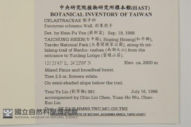 刺果衛矛藏品圖，第2張