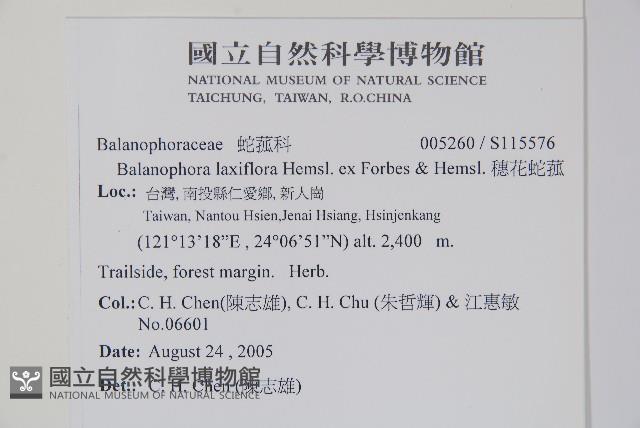 刀傷草藏品圖，第2張