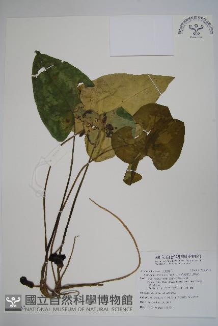 大花細辛、馬蹄香藏品圖，第1張