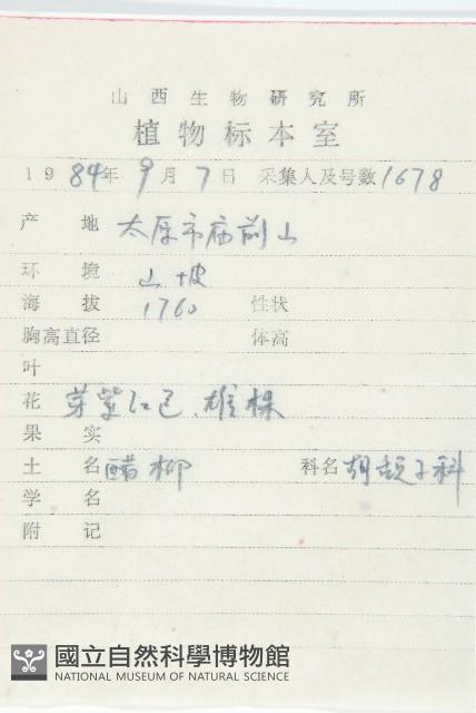 醋柳藏品圖，第2張