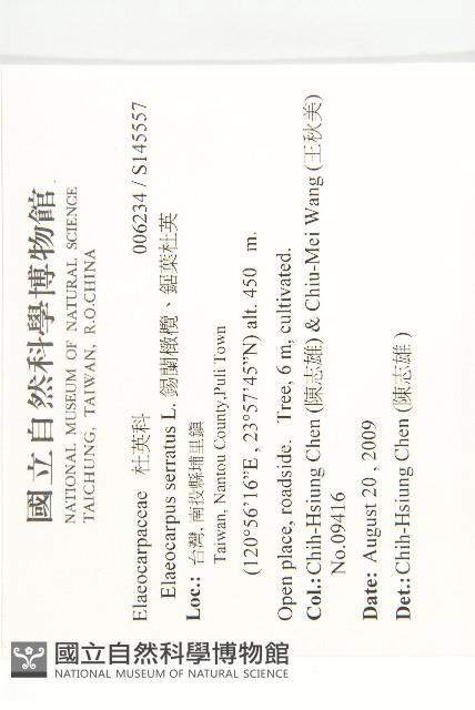 錫蘭橄欖、鋸葉杜英藏品圖，第2張