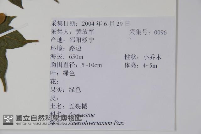 五裂槭藏品圖，第2張