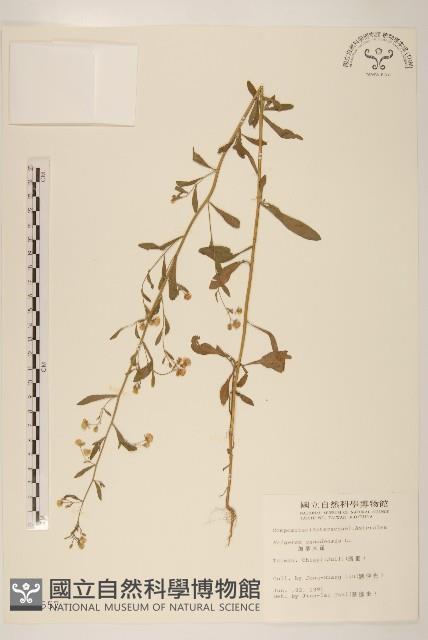 加拿大蓬藏品圖，第1張