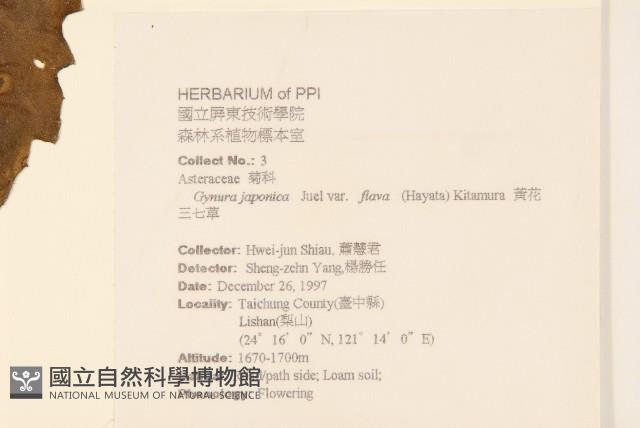 黃花三七草藏品圖，第2張