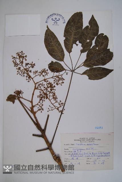 鵝掌柴、江某、鴨腳樹藏品圖，第1張