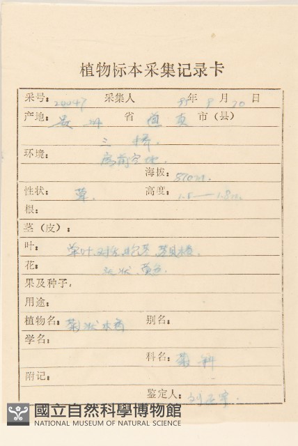 小油菊藏品圖，第2張