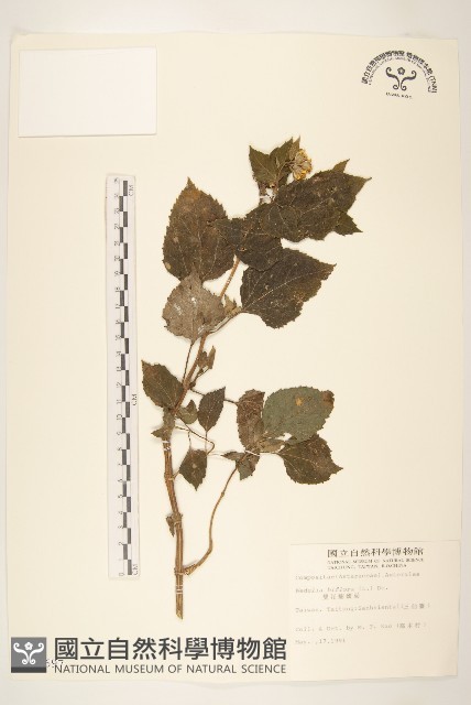 雙花蟛蜞菊藏品圖，第1張