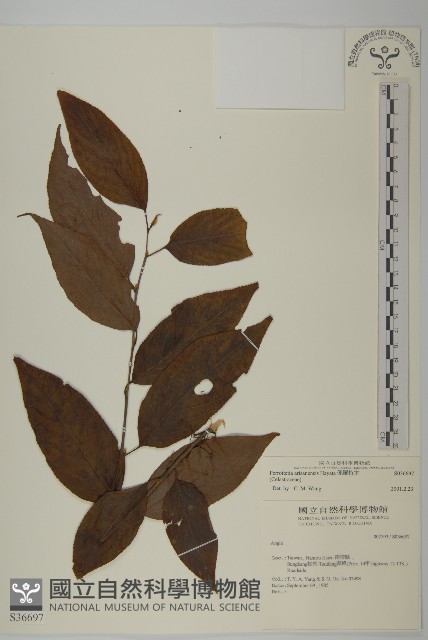 佩羅特木藏品圖，第1張