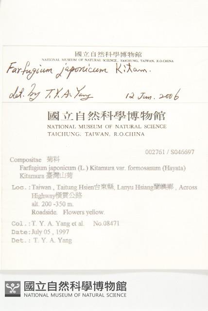 山菊藏品圖，第2張