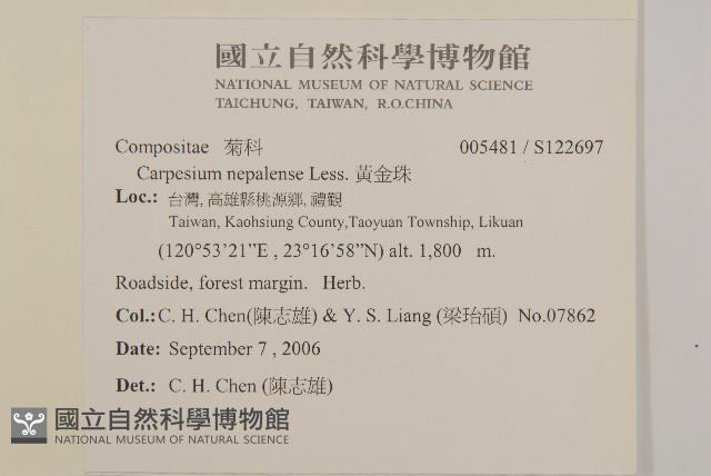 黃金珠藏品圖，第2張