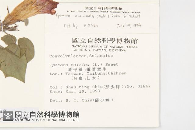 銳葉牽牛藏品圖，第2張