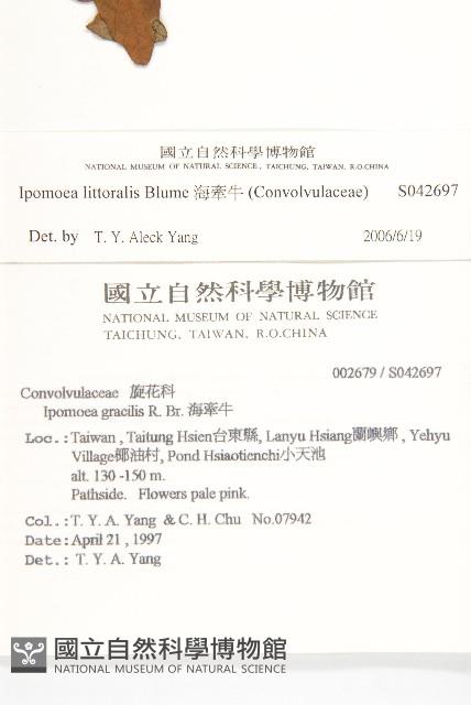 海牽牛藏品圖，第2張