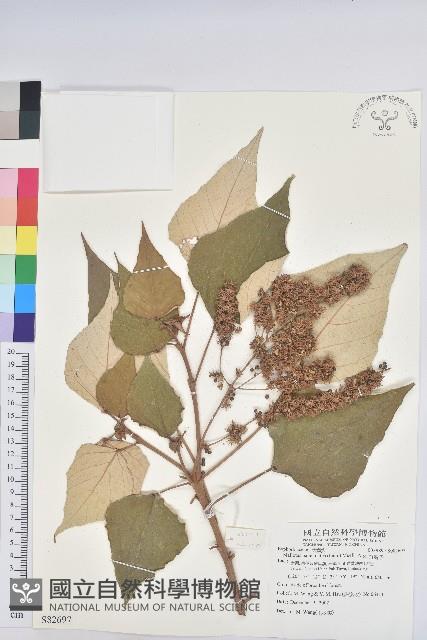 白匏子藏品圖，第1張