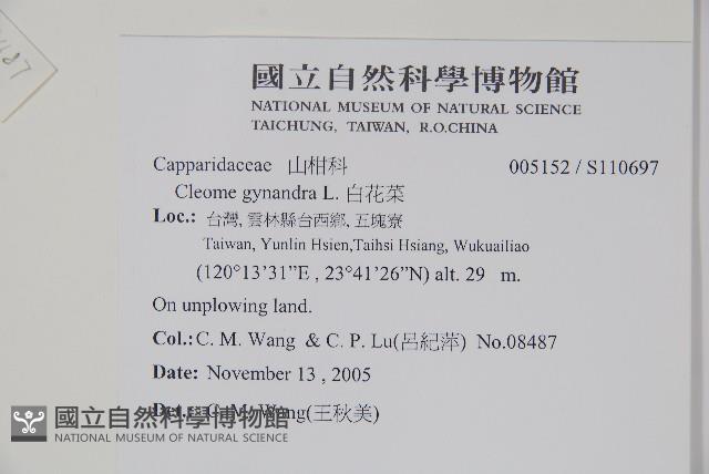 白花菜藏品圖，第2張