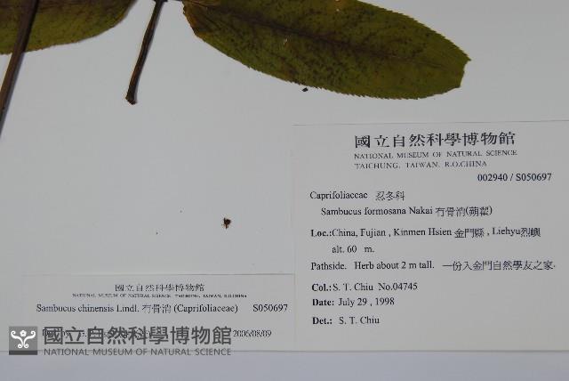 冇骨消藏品圖，第2張