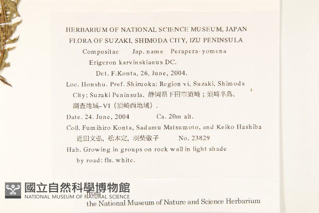 加勒比飛蓬藏品圖，第2張