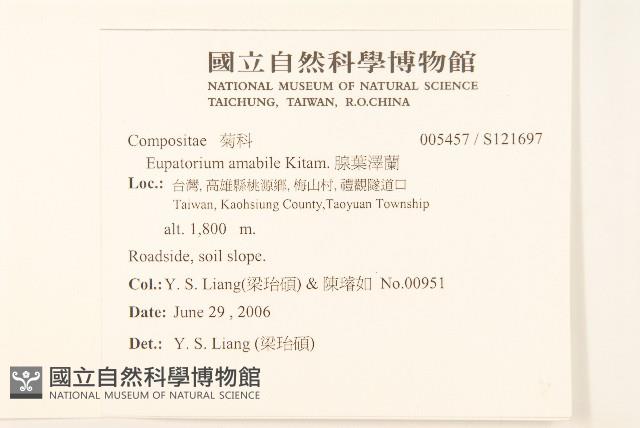 腺葉澤蘭藏品圖，第2張