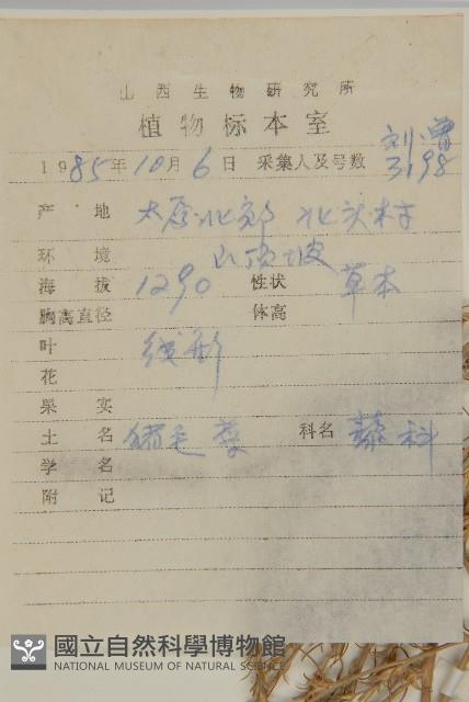 豬毛菜藏品圖，第2張