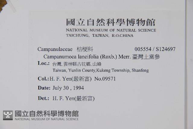 臺灣土黨參藏品圖，第2張