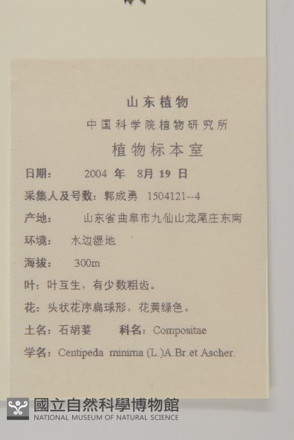 石胡荽、吐金草藏品圖，第2張