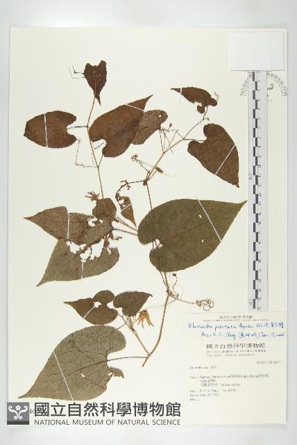 斑花青牛膽藏品圖，第1張