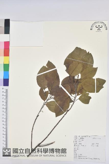 白臼藏品圖，第1張