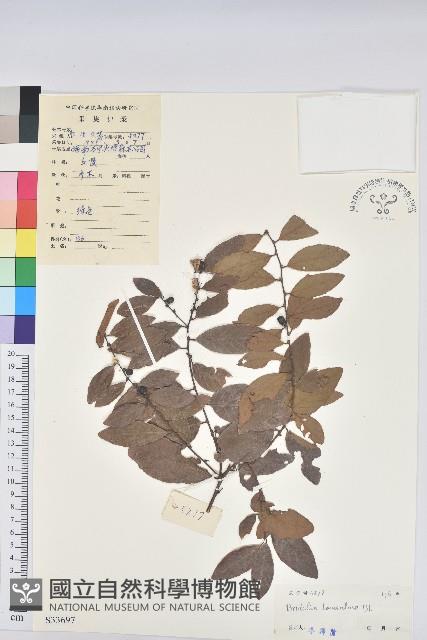 土密樹藏品圖，第1張