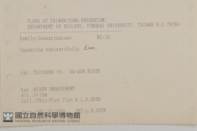 木麻黃藏品圖，第2張